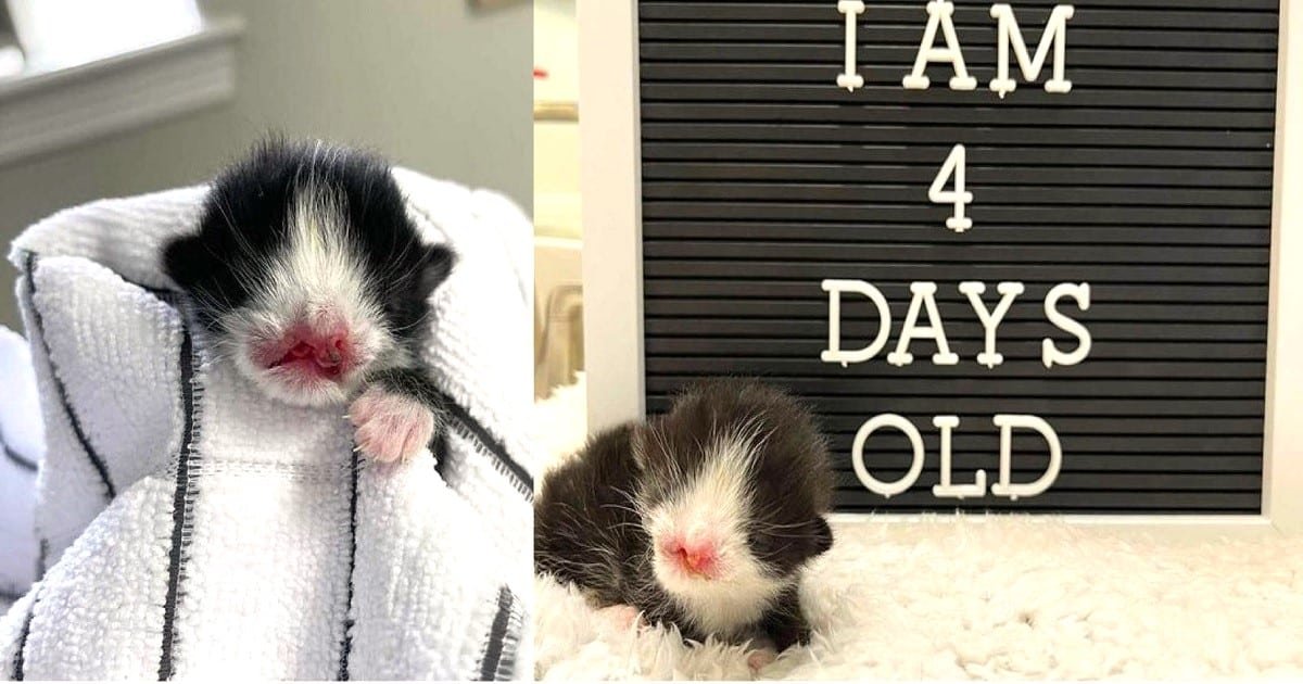 Unusual Sweet-Face Kitten Gets a Second Lease on Life