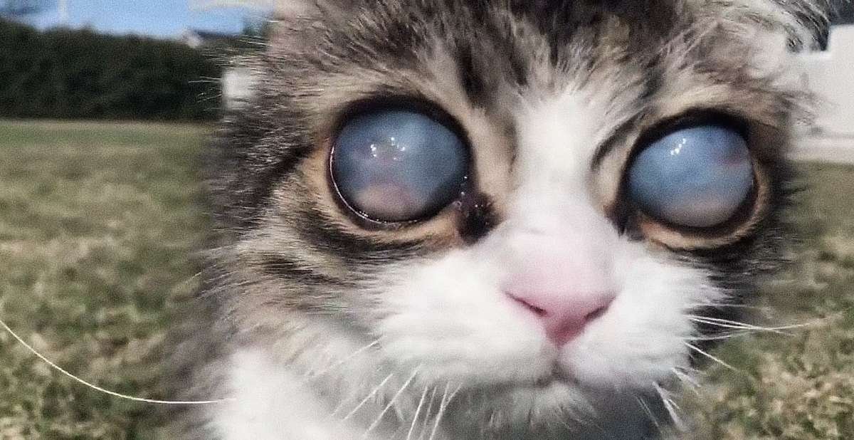 Say Hi to Pico, the Internet’s Favorite Blind Kitty with Big Blue Eyes You Will Fall in Love With