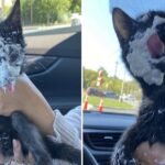 A Cute Rescue Kitten Goes Crazy for Her First Starbucks Treat