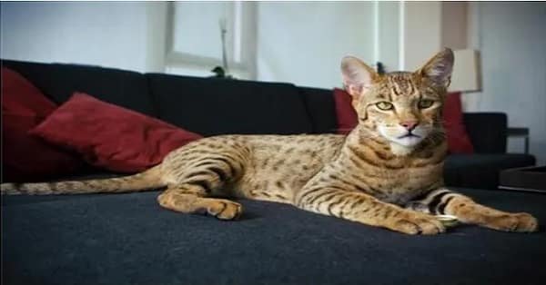 A Massive Serval Cat Goes Missing from Its US Home After Being Adopted from a Zoo