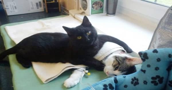 A Nurse Kitty Looking After Other Animals Now We’ve Seen It All!