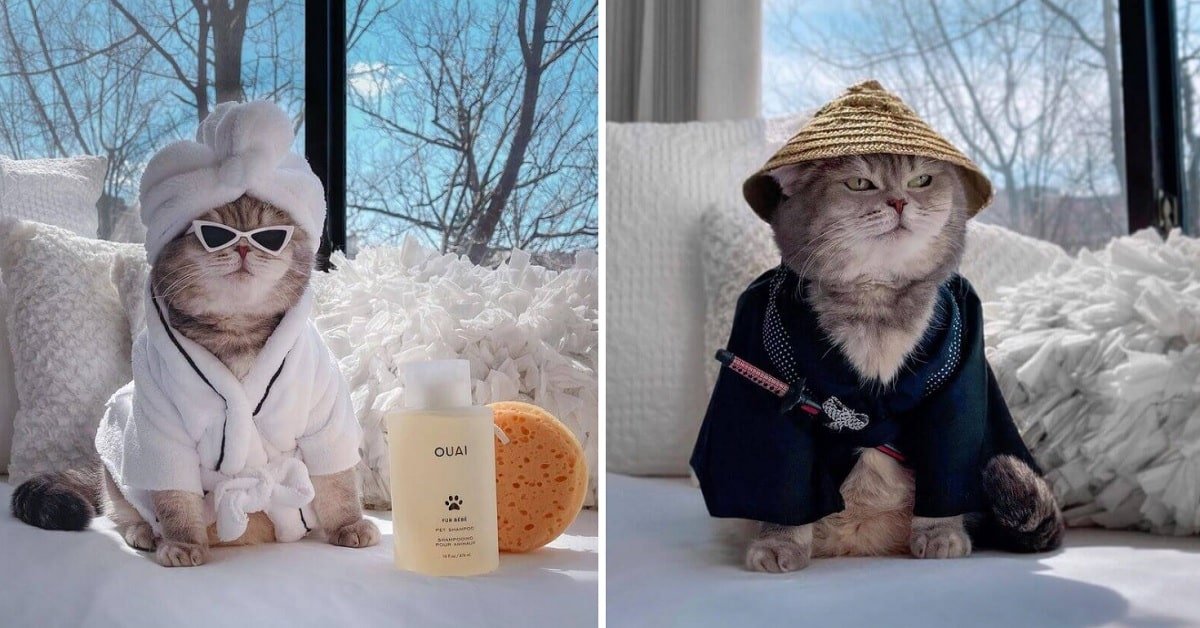 Abandoned Cat Becomes a Web Celebrity After Being Rescued. Which Outfit You Like the Most We’re Team Samurai