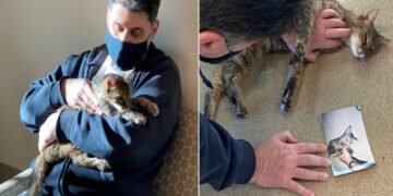 After 15 Rough Years of Separation, Owner Find His Cat Alive
