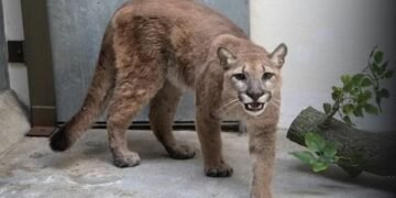An 11-Month Old Puma Found Living in A Bronx Apartment