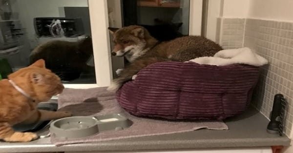 Cat Returns to Its Bed After a Stroll, Finds a Strange New Occupant in It