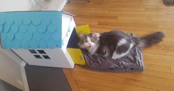 Gandalf the Rescue Cat is Excited for the Playhouse His New Mom Built Specifically for Him
