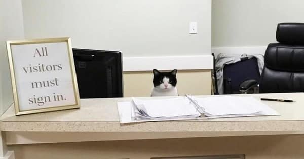 Homeless Cat Finds a Job in a Nursing Home That Completely Turns His Fortunes Around