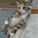 Kitten Learns How to Use Litter Box, He Goes Completely on His Back Legs and Poops Just Like That