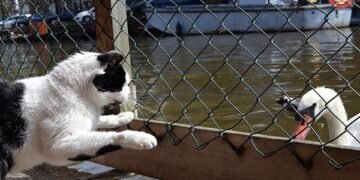 Out of All the Amsterdam Attractions, the Floating Cat Shelter May be the Best