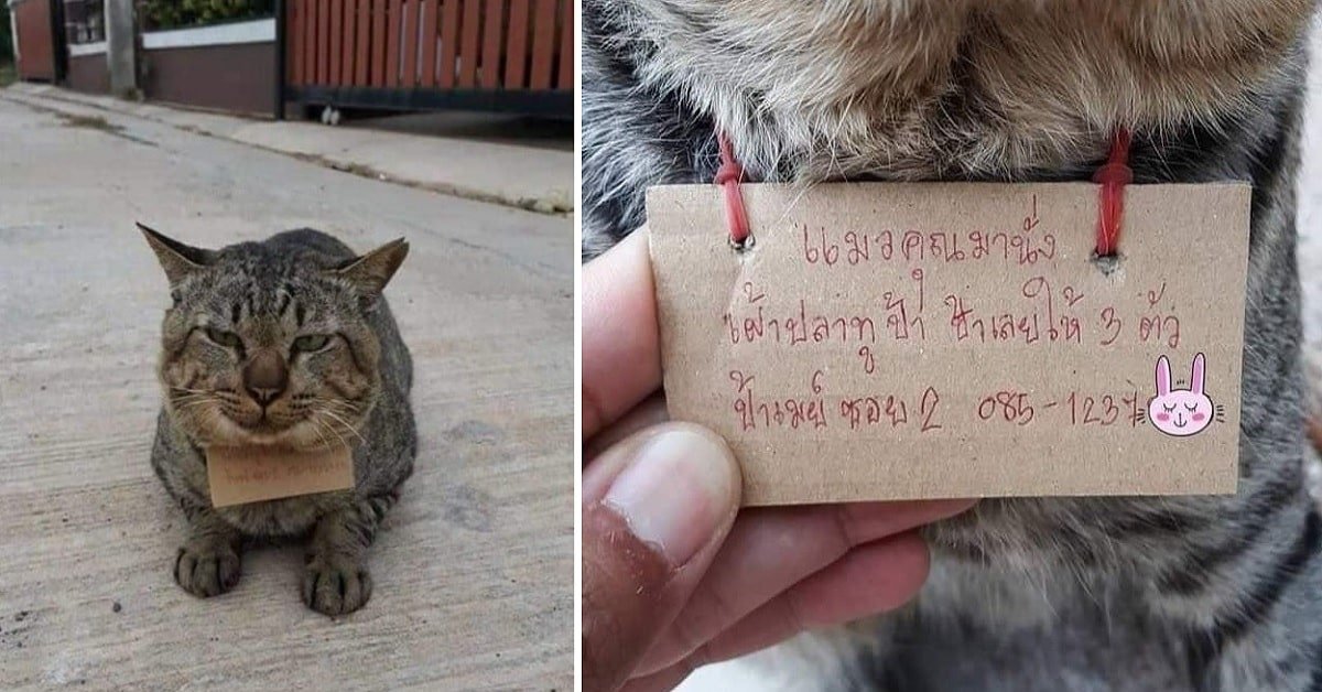 Pet Cat Goes Missing on the Streets, Then Comes Back With a Receipt for 3 Fish