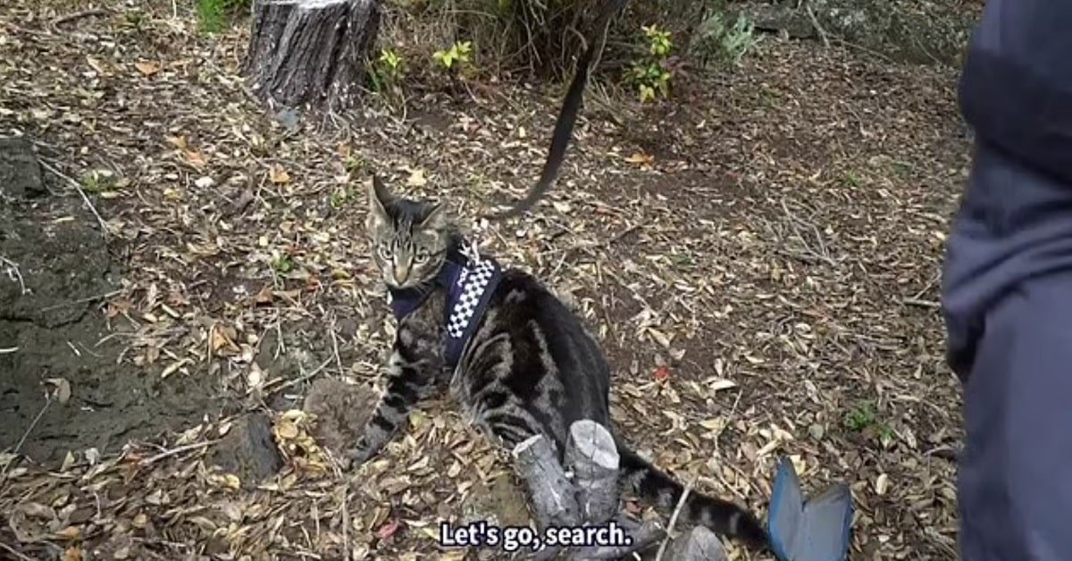 The K9 Unit is History! The New Zealand Police Department Show Footage of a Secret Animal Unit, but This Time Featuring Cats