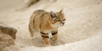 The Long-Lost Arabian sand cat Is Spotted for the First Time in Over a Decade