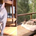 A Brisbane Cat Comes Back from the United States After an Adventurous and Expensive Journey