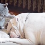 A Cat Tries to Wake Up His Doggy Buddy Then Does the Cutest Thing Ever