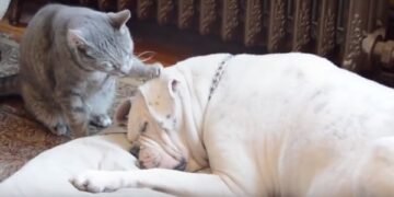 A Cat Tries to Wake Up His Doggy Buddy Then Does the Cutest Thing Ever