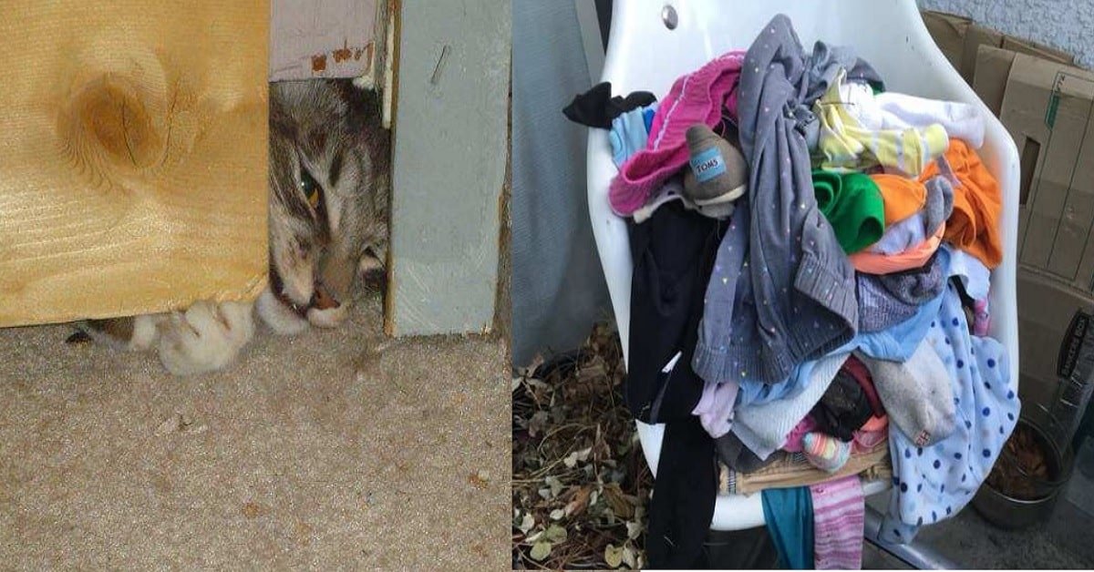 A Literal Cat Burglar Steals Clothes from Next Door Neighbor and Doesn’t Regret a Thing