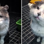 Cat Finds a Reason to Smile After Spending Years on the Streets