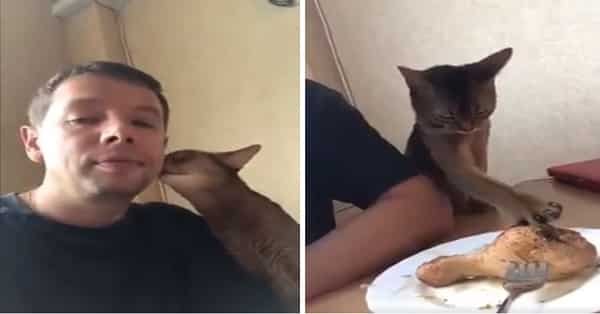 Who Says Cats Aren’t Smart This One Goes Incredible Lengths to Steal a Chicken Drumstick