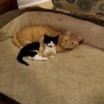 A Rescued Kitten is Found a New Home, but His Adoptive Momma Cat Doesn’t Want to Let It Go