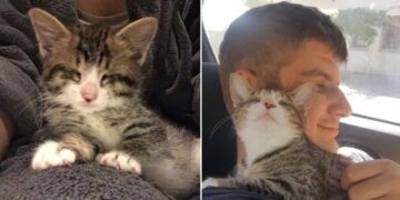 Blind Kitten Hugs her New Dad Non-Stop After Being Adopted