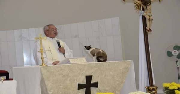 Junior the Cat Visits Church and Accept the Praise by the Worshippers