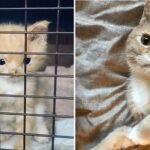 Kitty Being Rescued from the Claws of Death Gets a New Life as The Internet’s New Feline Rockstar