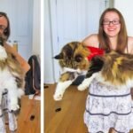 The Cutest Gigantic Cat Breeds We Can’t Keep Our Eyes Off
