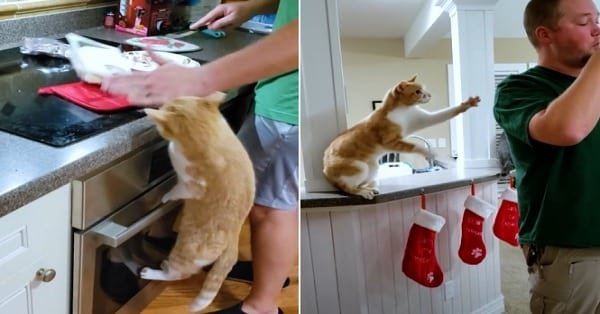 The World’s Most Difficult Cat Terrorizes Its Owners and Steals Food All the Time