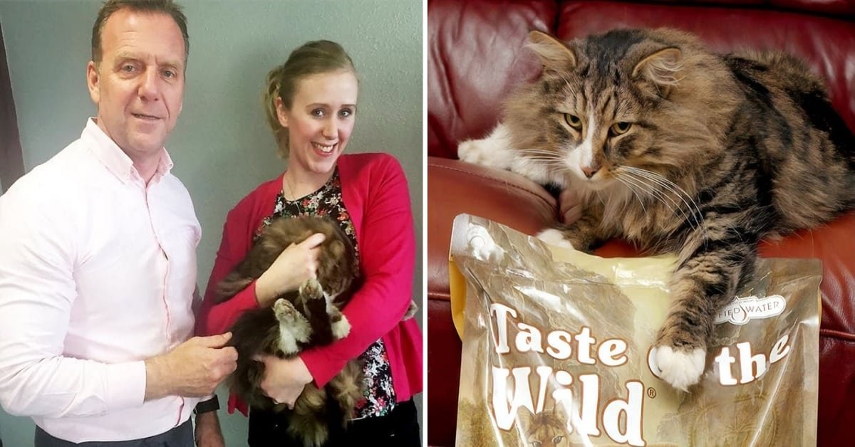 A Family Founds Its Missing Cat After 14 Month Doubled in Size After Living in a Pet Food Factory