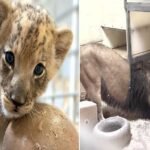 Adorable Lion Cub Meets His Dad for the First Time