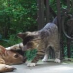 Kitten Is Amazed to Find a Best New Buddy at her Porch – It Can’t Contain its Excitement