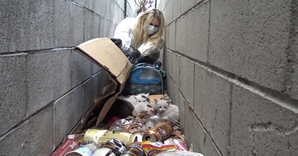 Rescuers Save Kittens from a Pile of Trash and Help Them Find Loving Homes