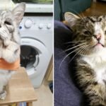15 Imperfect Purrfect Cats That We Can’t Take Our Eyes Off