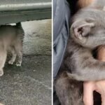 A Stray Kitten Follows a Stranger and Begs To Be Adopted