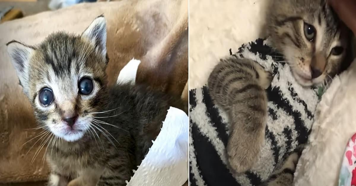 A Tiny Rescue Kitten Wears the Cutest Tiny Socks as Sweaters – It’s So Small