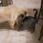 After a Month Apart, Cat Has An Emotional Reunion with Her Best Blind Dog Buddy