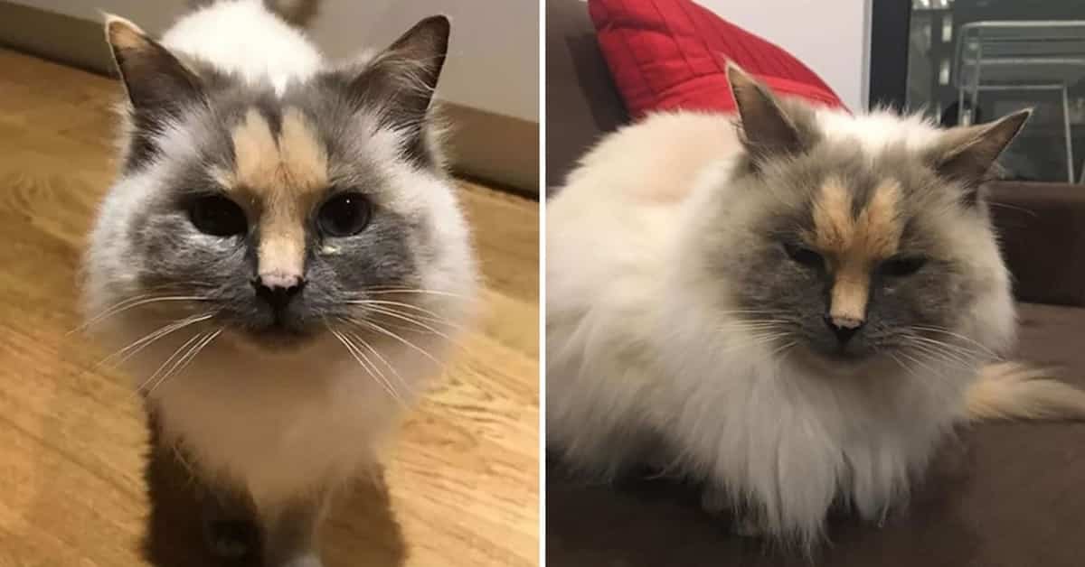 An Uncomfortable Facial Mark is the Reason Why a Rescue Cat Can’t Find a Home