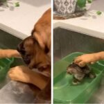Big Bro Dog Comforts a Kitten During Bathtime – How Cute