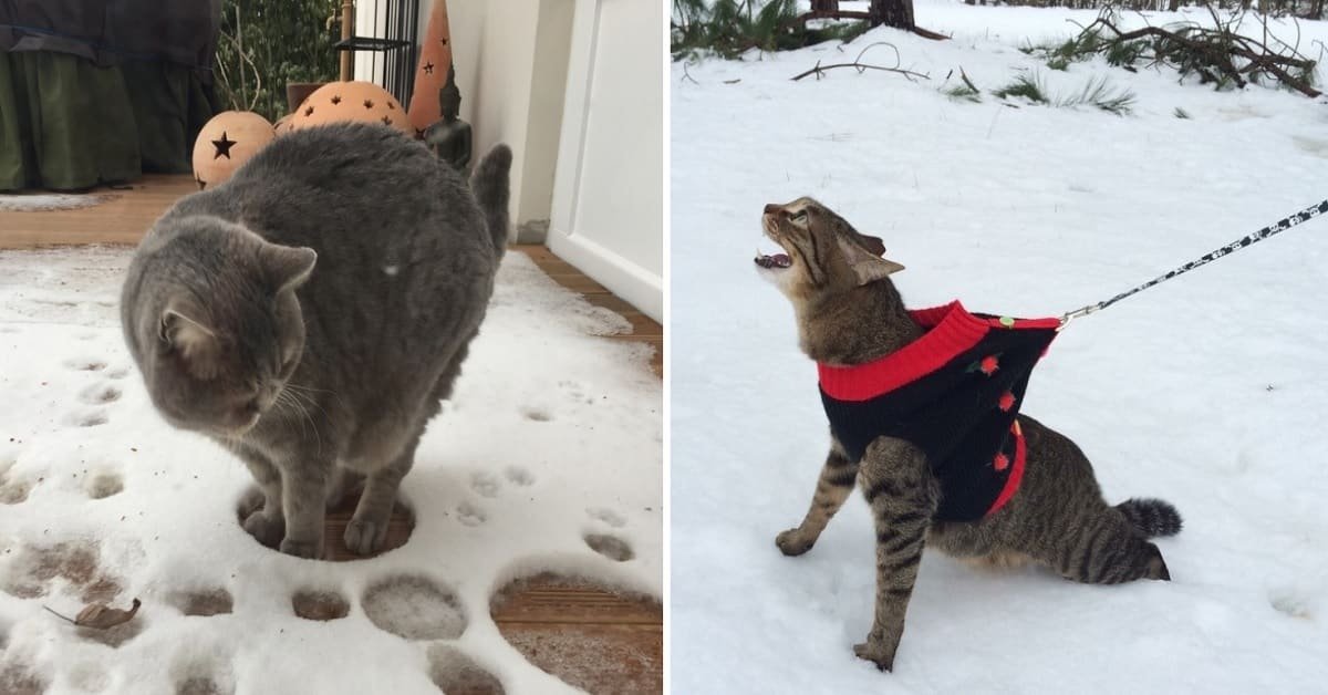 Cats That Hate Snow and Are Not Afraid to Show It