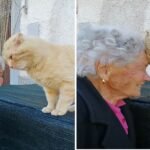 Elderly Woman Reunited with Her Missing Cat After Four Devastating Years