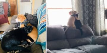 Puppy Cuddles with Kitten in a Heartwarming Moment that Moved Us All