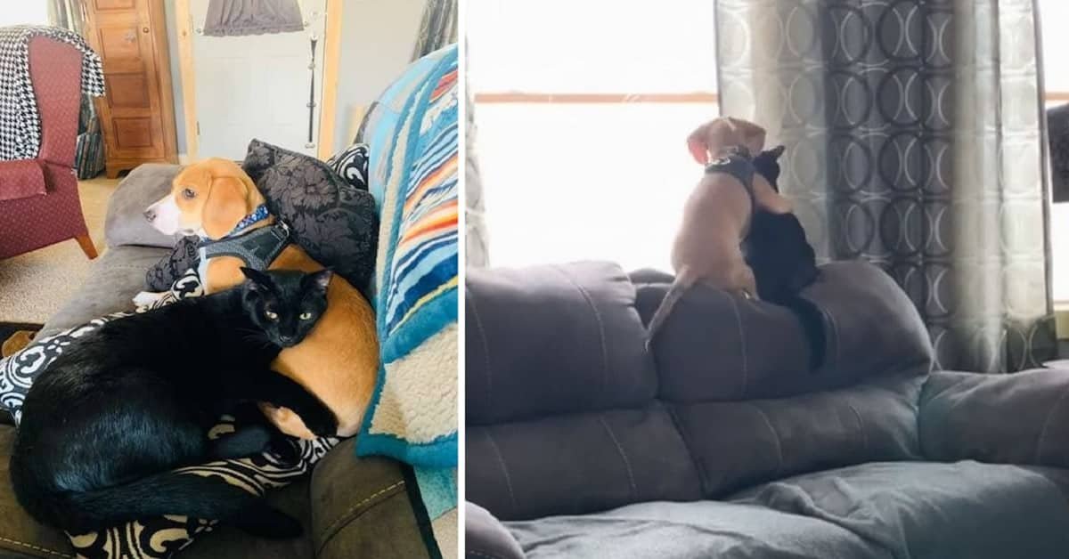 Puppy Cuddles with Kitten in a Heartwarming Moment that Moved Us All