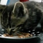 Tiny Kitten Eats for the First Time Since Being Rescued