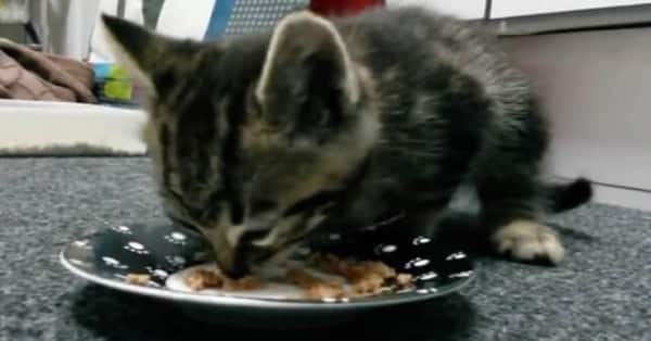 Tiny Kitten Eats for the First Time Since Being Rescued