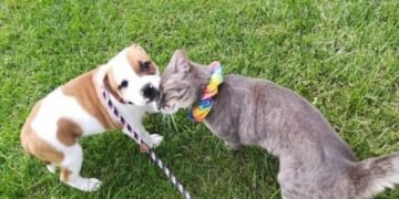 A Warm Goodbye – Cat and Dog Meet for the Final Time After the Pup Finds a New Home