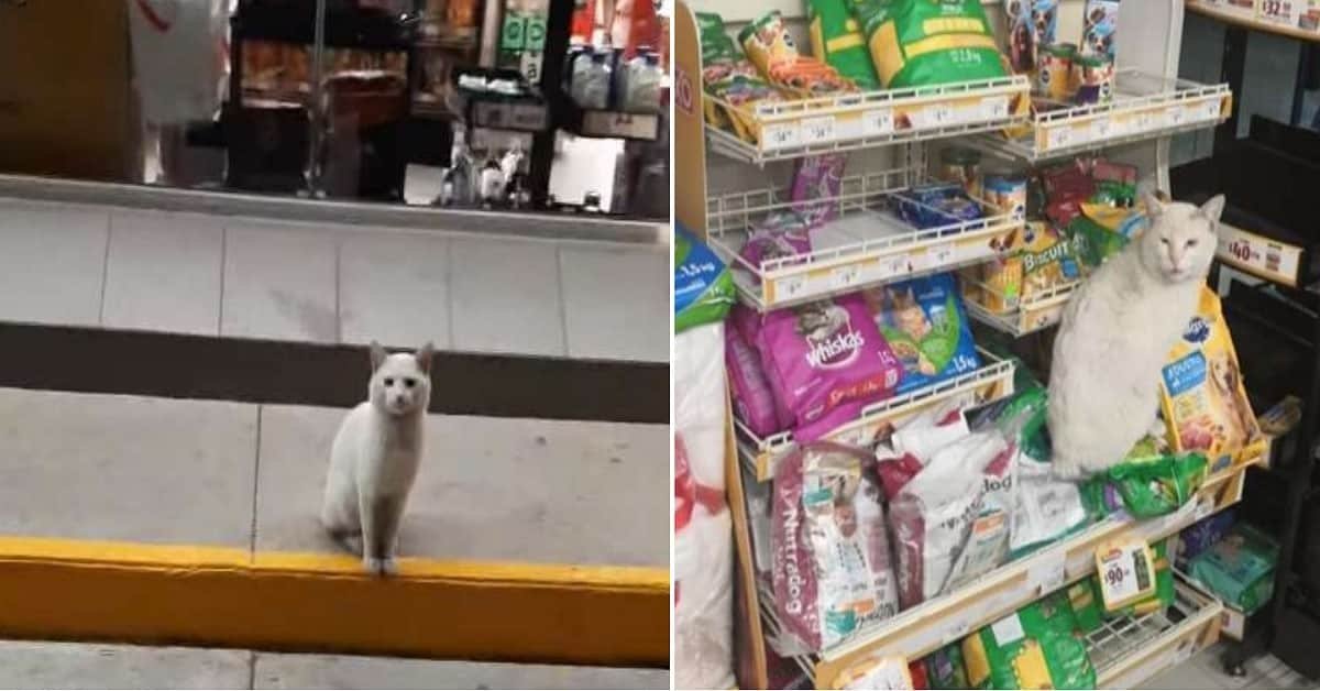 Cat Comes to the Shop Every Day Trying to Convince Buyers to Buy Him Treats
