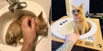 Cat Loves Sinks