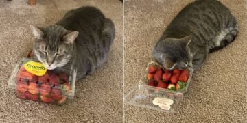 Cat and Strawberries – the Love Story You Couldn’t Have Even Imagined