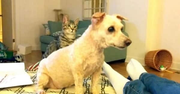 Cat’s Mind is Blown Away When She Sees Her Best Dog Buddy with a New Haircut