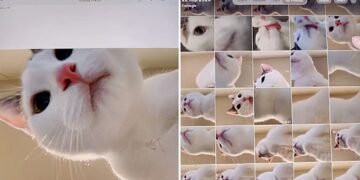 Owner Leaves iPad Unattended, Surprisingly Finds a Bunch of Photos His Cat Took